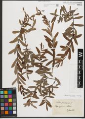 Foto von Salix purpurea L.